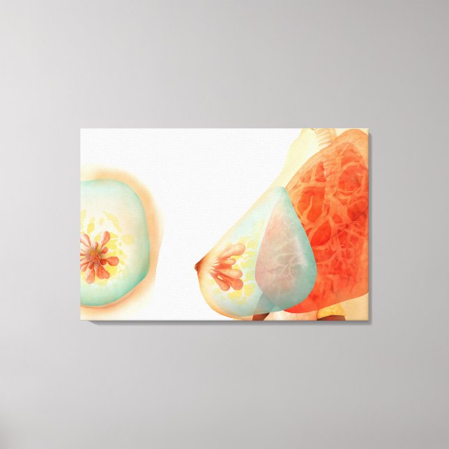Medical Illustration Of Female Breast Canvas Print (Front)