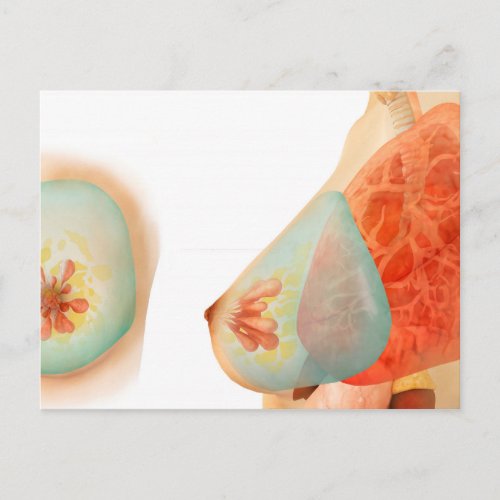 Medical Illustration Of Female Breast Postcard