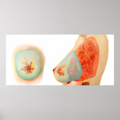 Medical Illustration Of Female Breast Poster