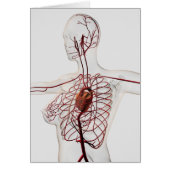 Medical Illustration Of Female Circulatory System (Front)