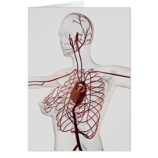 Medical Illustration Of Female Circulatory System (Front)