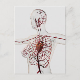 Medical Illustration Of Female Circulatory System Postcard