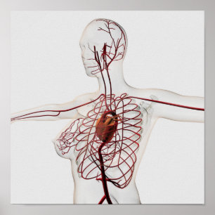 Medical Illustration Of Female Circulatory System Poster