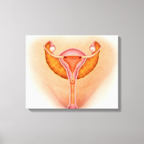 Medical Illustration Of Female Genital Organs 1 Canvas Print
