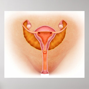 Medical Illustration Of Female Genital Organs 1 Poster