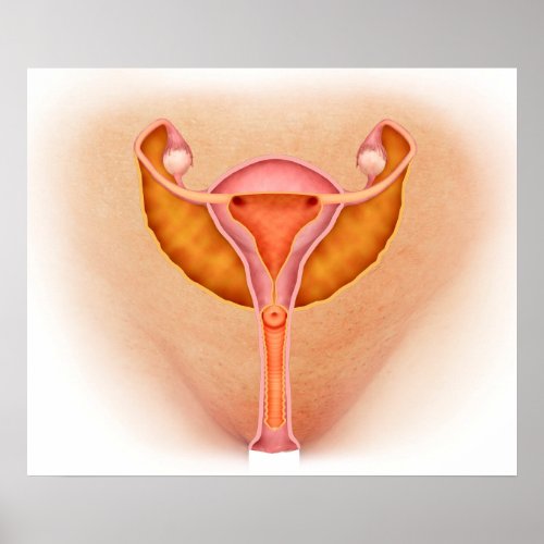 Medical Illustration Of Female Genital Organs 1 Poster