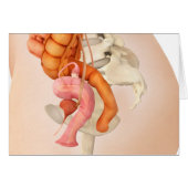 Medical Illustration Of Female Genital Organs 2 (Front Horizontal)