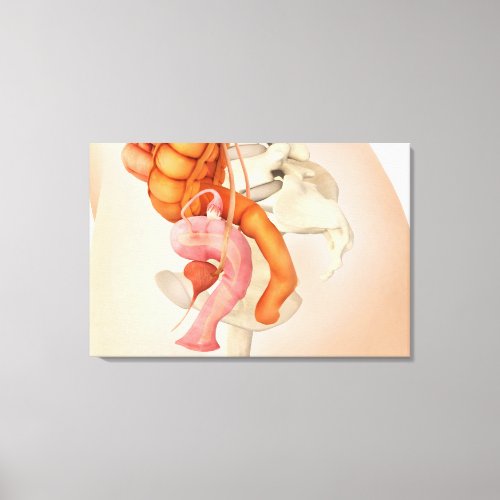 Medical Illustration Of Female Genital Organs 2 Canvas Print
