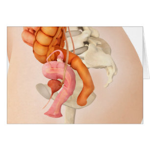 Medical Illustration Of Female Genital Organs 2 Cards