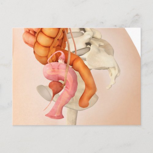 Medical Illustration Of Female Genital Organs 2 Postcard