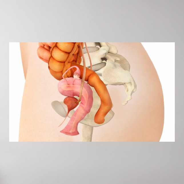 Medical Illustration Of Female Genital Organs 2 Poster (Front)