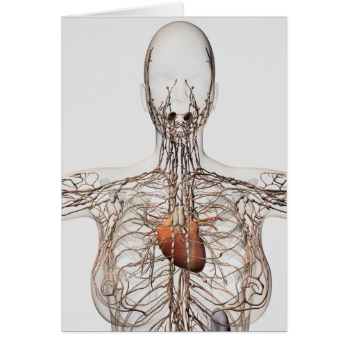 Medical Illustration Of Female Lymphatic System