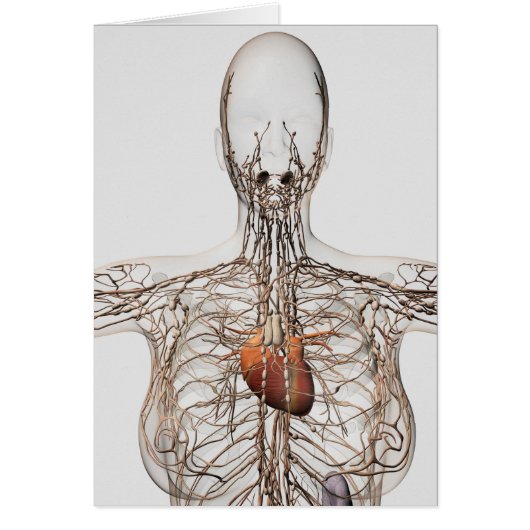 Medical Illustration Of Female Lymphatic System (Front)