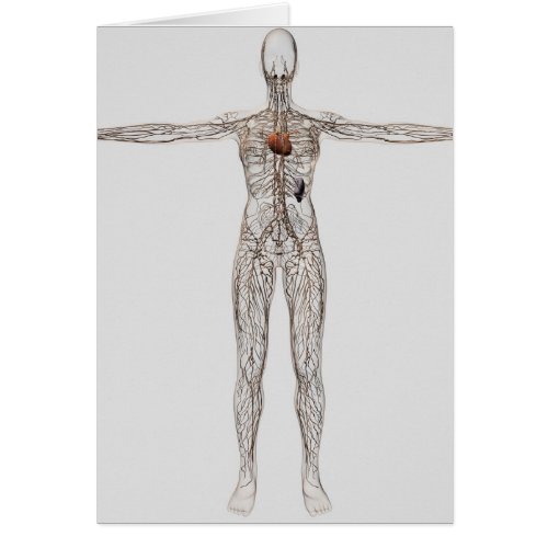 Medical Illustration Of Female Lymphatic System