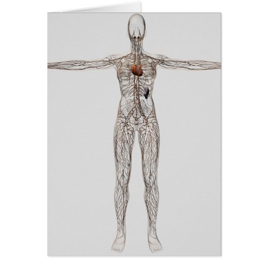 Medical Illustration Of Female Lymphatic System (Front)