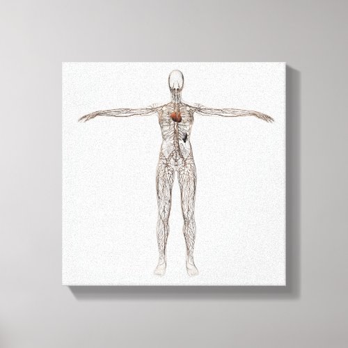 Medical Illustration Of Female Lymphatic System Canvas Print