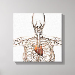 Medical Illustration Of Female Lymphatic System Canvas Print