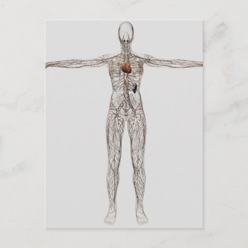 Medical Illustration Of Female Lymphatic System Postcard