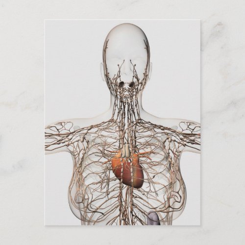 Medical Illustration Of Female Lymphatic System Postcard