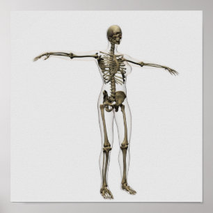 Medical Illustration Of Full Female Skeleton Poster