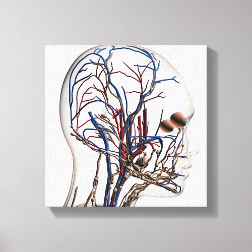 Medical Illustration Of Head Arteries 1 Canvas Print