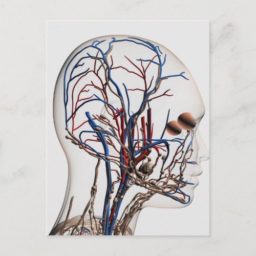 Medical Illustration Of Head Arteries 1 Postcard