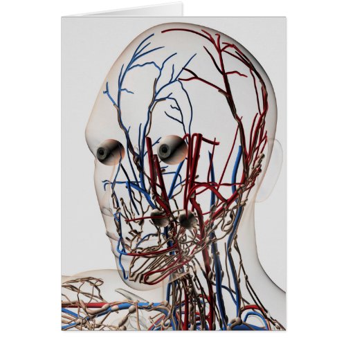 Medical Illustration Of Head Arteries 2