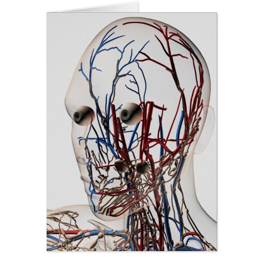 Medical Illustration Of Head Arteries 2 (Front)