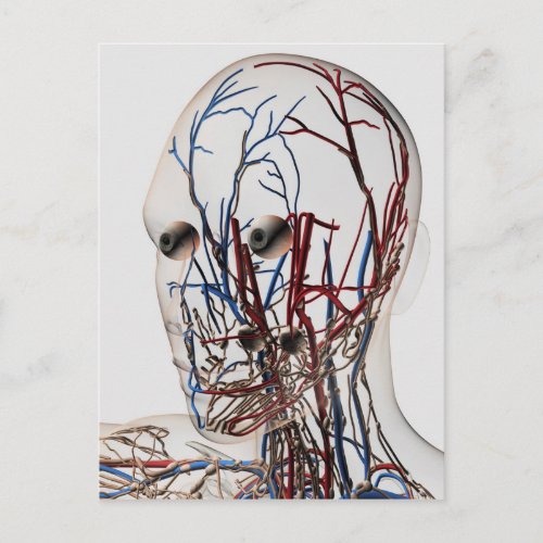 Medical Illustration Of Head Arteries 2 Postcard