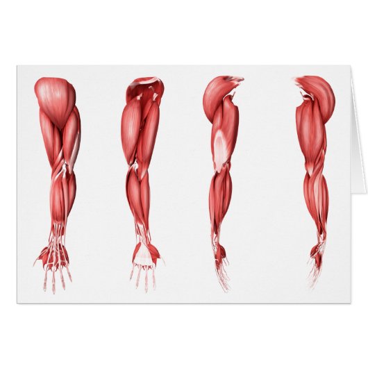 Medical Illustration Of Human Arm Muscles (Front Horizontal)