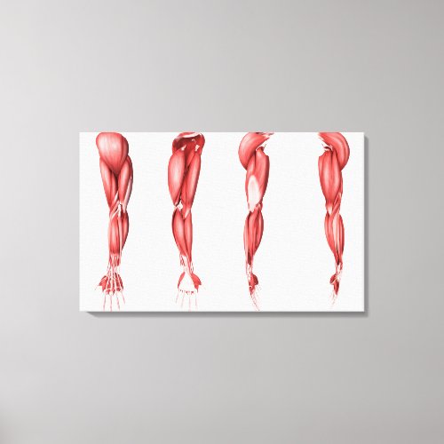 Medical Illustration Of Human Arm Muscles Canvas Print