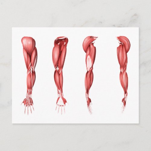 Medical Illustration Of Human Arm Muscles Postcard
