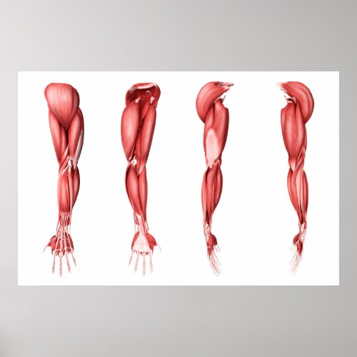 Medical Illustration Of Human Arm Muscles Poster