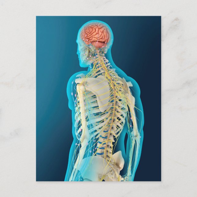 Medical Illustration Of Human Brain & Brain Stem Postcard (Front)
