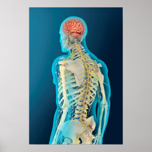 Medical Illustration Of Human Brain & Brain Stem Poster