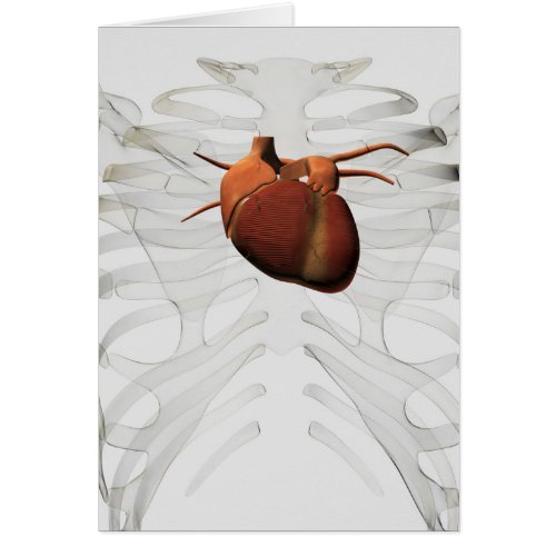 Medical Illustration Of Human Heart And Rib Cage