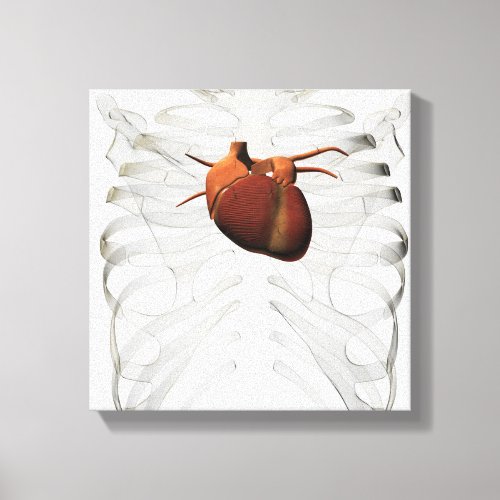 Medical Illustration Of Human Heart And Rib Cage Canvas Print