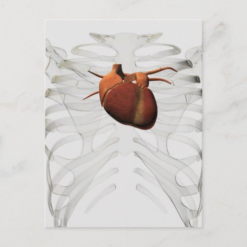 Medical Illustration Of Human Heart And Rib Cage Postcard