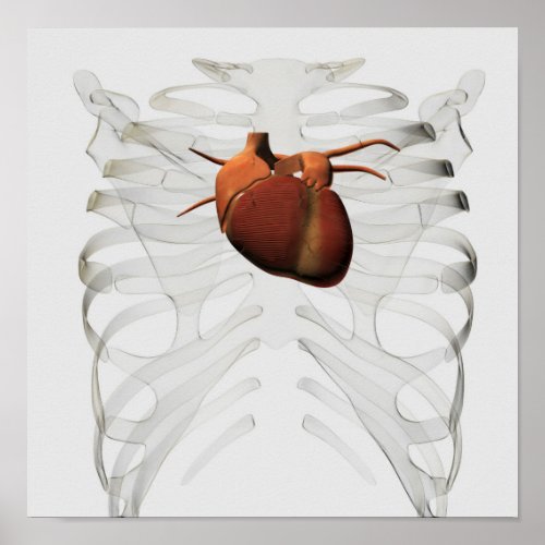 Medical Illustration Of Human Heart And Rib Cage Poster