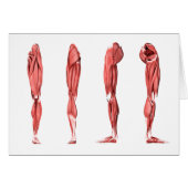 Medical Illustration Of Human Leg Muscles (Front Horizontal)