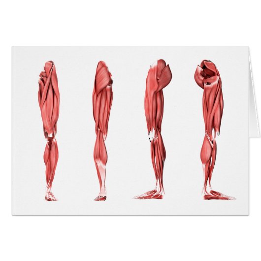 Medical Illustration Of Human Leg Muscles (Front Horizontal)