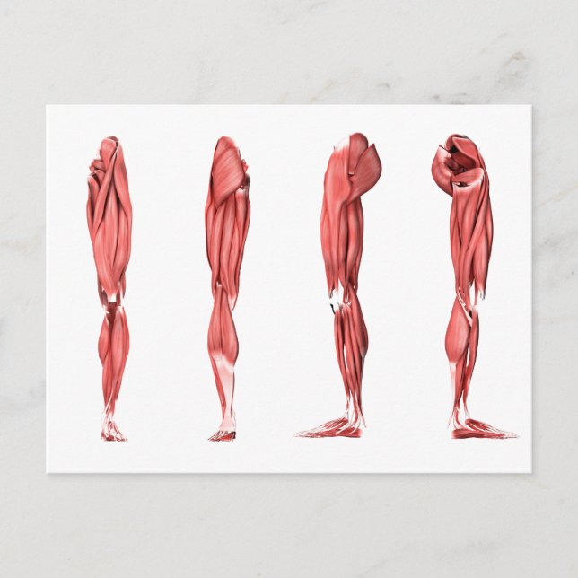 Medical Illustration Of Human Leg Muscles Postcard (Front)