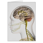 Medical Illustration Of Human Nervous System 1 (Front)