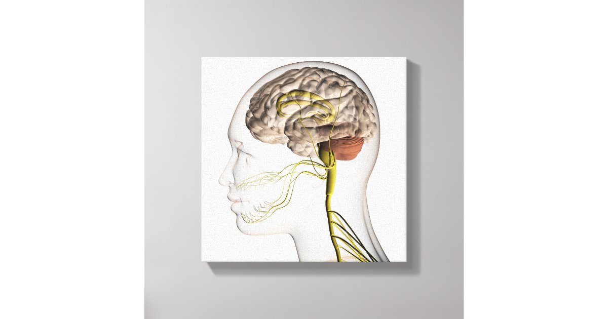 Medical Illustration Of Human Nervous System 1 Canvas Print | Zazzle