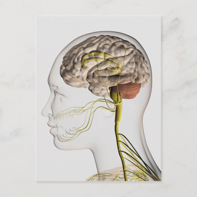 Medical Illustration Of Human Nervous System 1 Postcard (Front)