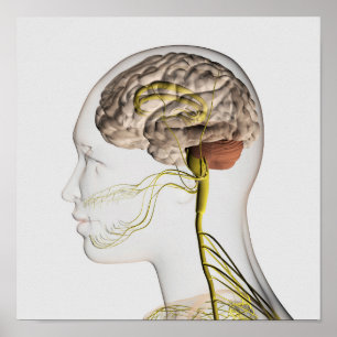 Medical Illustration Of Human Nervous System 1 Poster