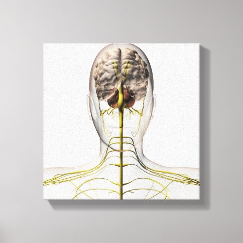 Medical Illustration Of Human Nervous System 2 Canvas Print