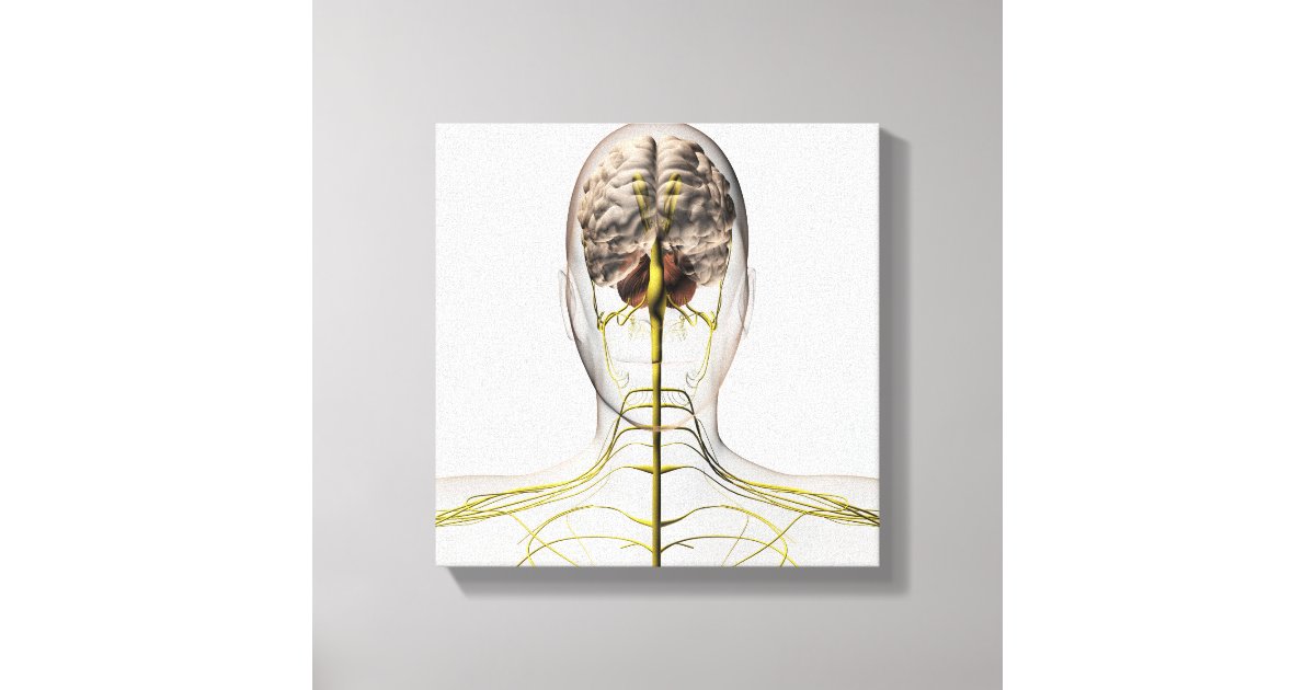 Medical Illustration Of Human Nervous System 2 Canvas Print | Zazzle