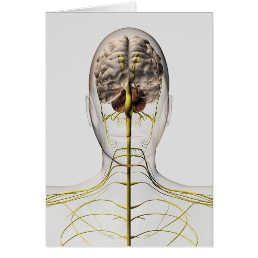 Medical Illustration Of Human Nervous System 2 Cards (Front)