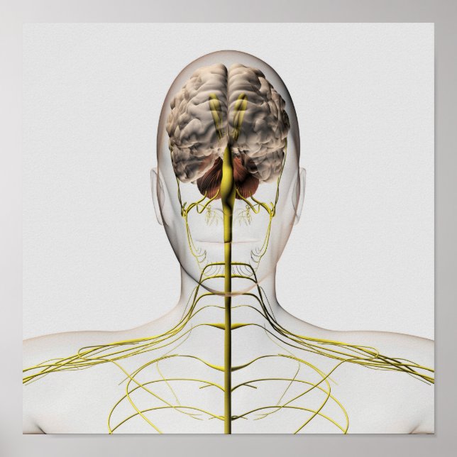 Medical Illustration Of Human Nervous System 2 Poster (Front)